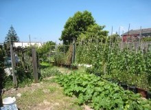 Kwikfynd Vegetable Gardens
portsmith